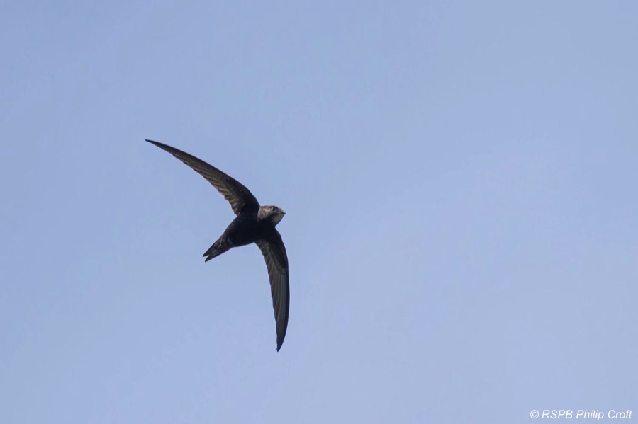 Swift in flight